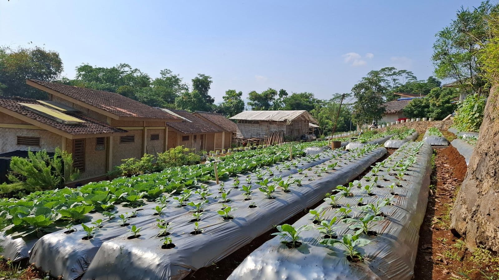 Lahan Pertanian